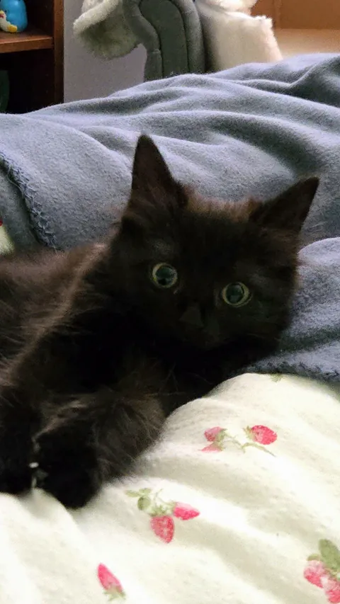 Just adopted my first kitten🖤 Her name is Misu🎀