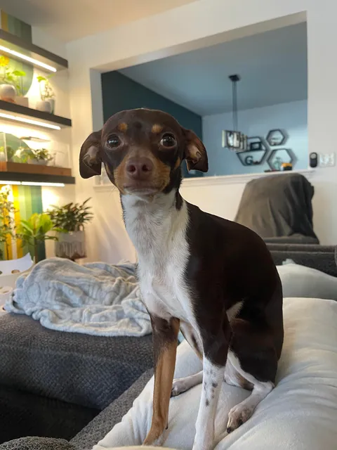 *Technically* Beans is a meerkat, and she only has 2 brain cells, but she’s real sweet so we decided to keep her