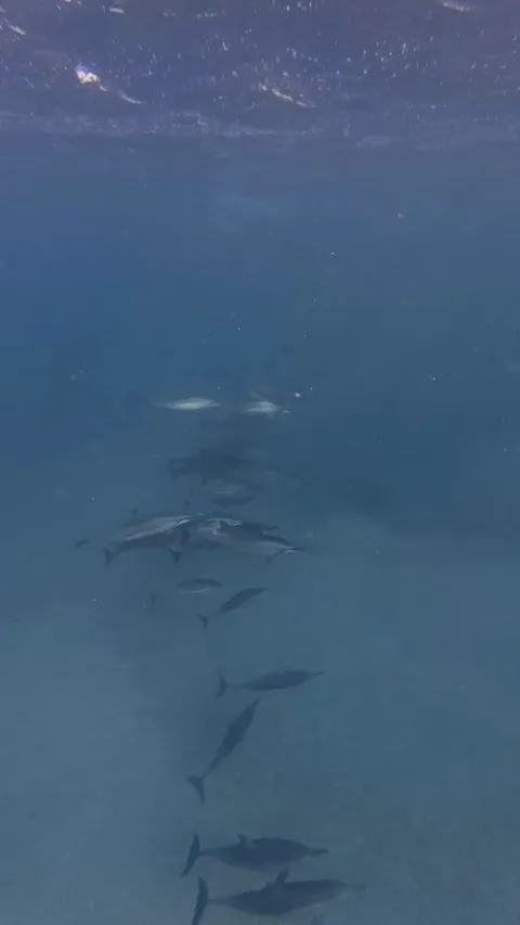 🔥 Baby dolphin gets the zoomies! 🐬