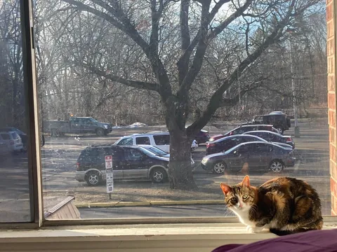 I lost all three cats to a fire last night