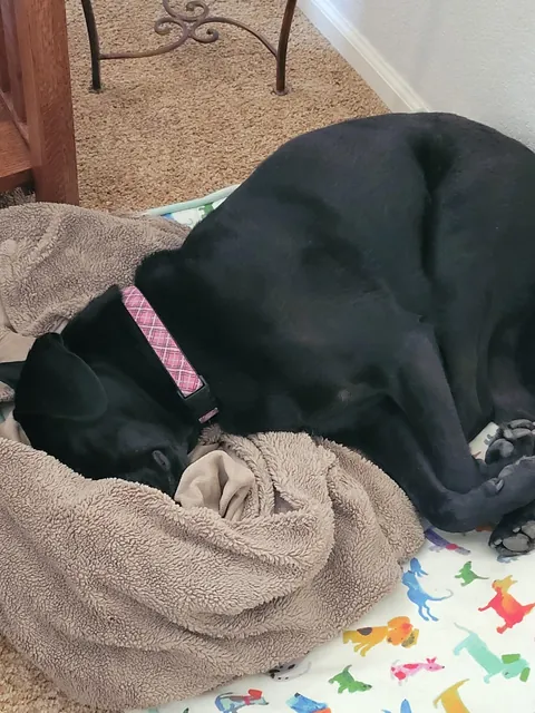 When you had a tough day of chasing squirrels