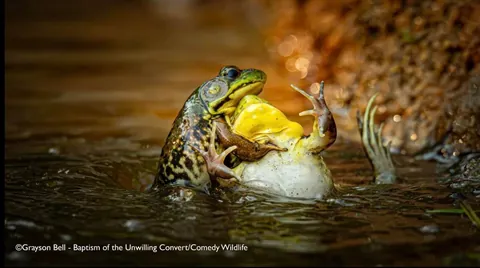 🔥 A collection of images from the Comedy Wildlife Photography Awards (2025)