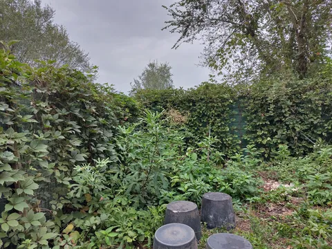 Our gardener basically told us to give up