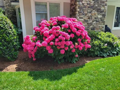 You fertilized, but did you properly prune?