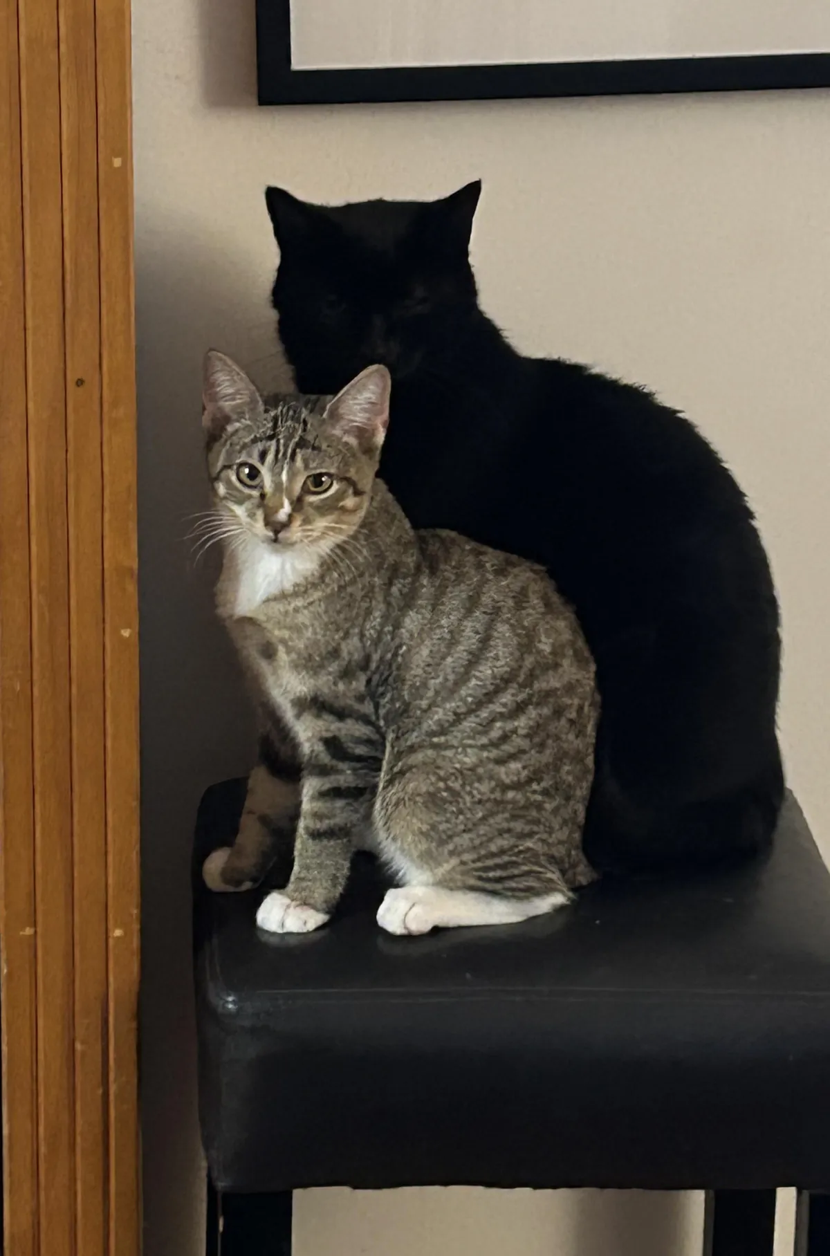 New kitten casts a heck of a shadow!