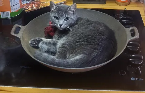 My cat decided to sit in a wok I just cleaned up.