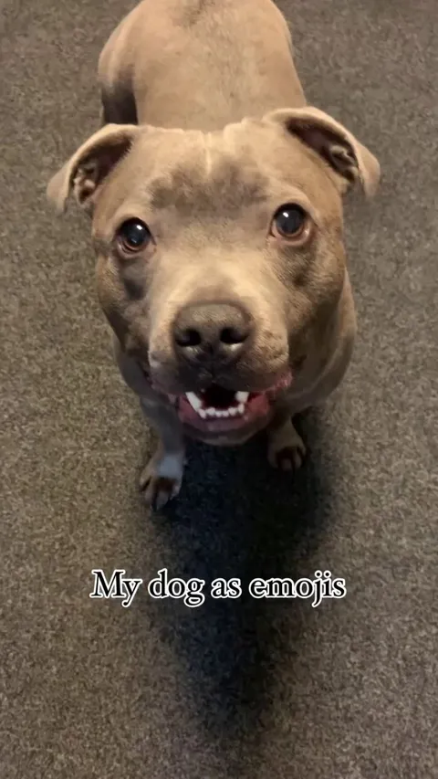 My Dog as Emojis 🤣