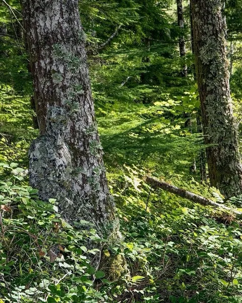 The effectiveness of camouflage 