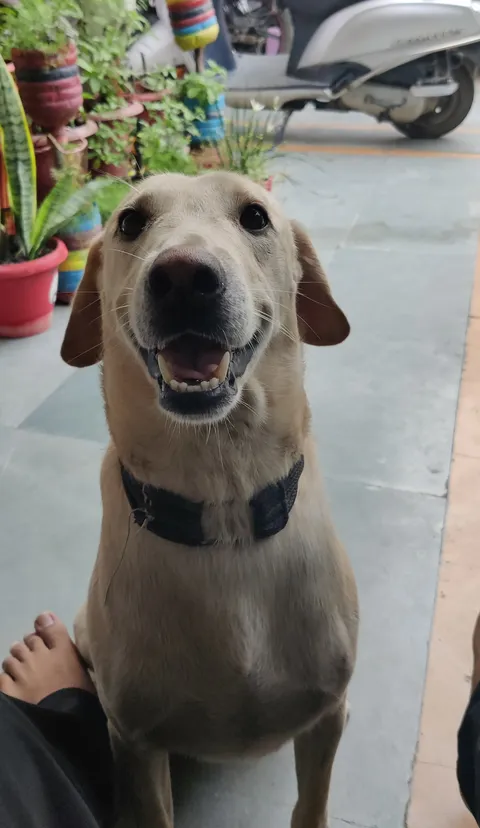 My buddy living his best life at my parents house