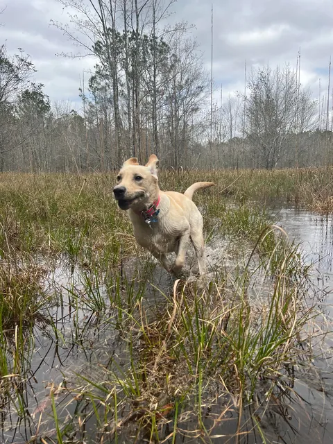 Some pics of my pup throughout her life so far