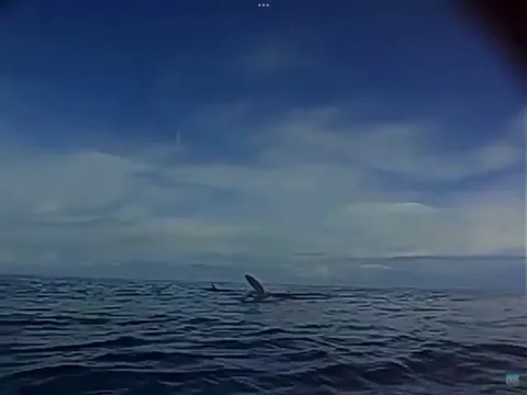 The Basking Shark. The second-largest living shark and fish, after the whale shark, and one of three plankton-eating shark species.