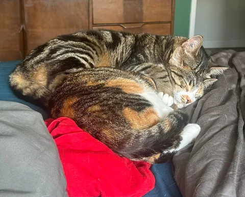 My senior cat has bonded with the new kitten and it’s the most adorable thing