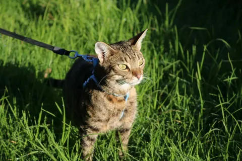 Took Gabagool on a nice walk today and he kissed a girl