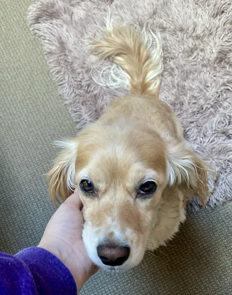 my beautiful dog 🐶