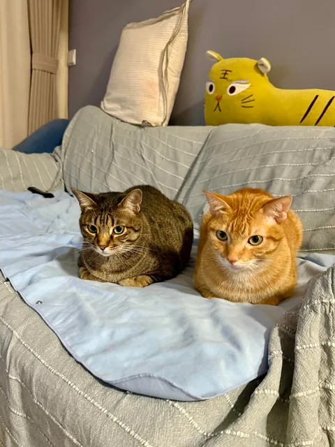 Orange: “I love you, bro.”
Tabby: “Then stop sitting on my face.” 😂