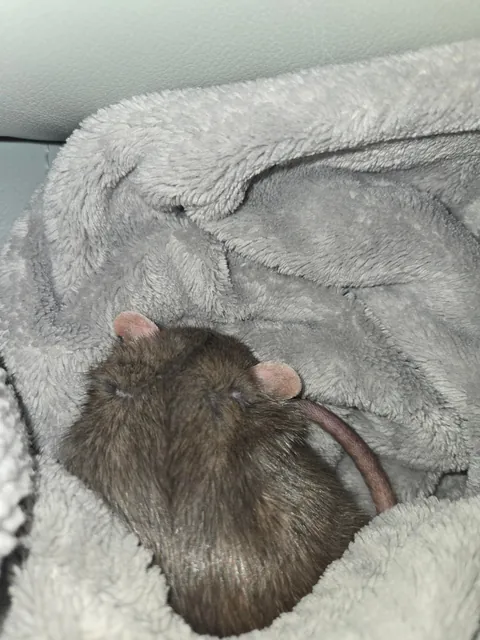 Jimily and his 3hours long naps on the couch! (Of course in his favorite blanket)