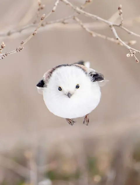 🔥Is the Long-Tailed Tit the Cutest Bird There Ever Was?