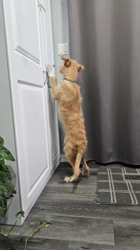 Early morning moth hunting. It got away.