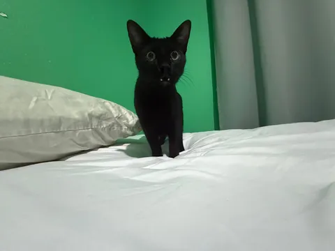 Cutest picture of my cat Ive ever taken.