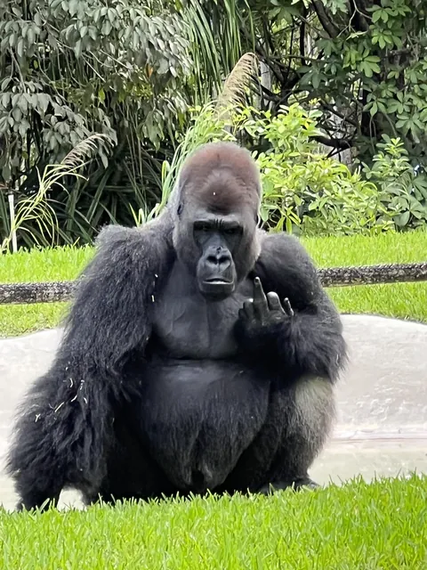 The gorilla gave us a warm welcome!