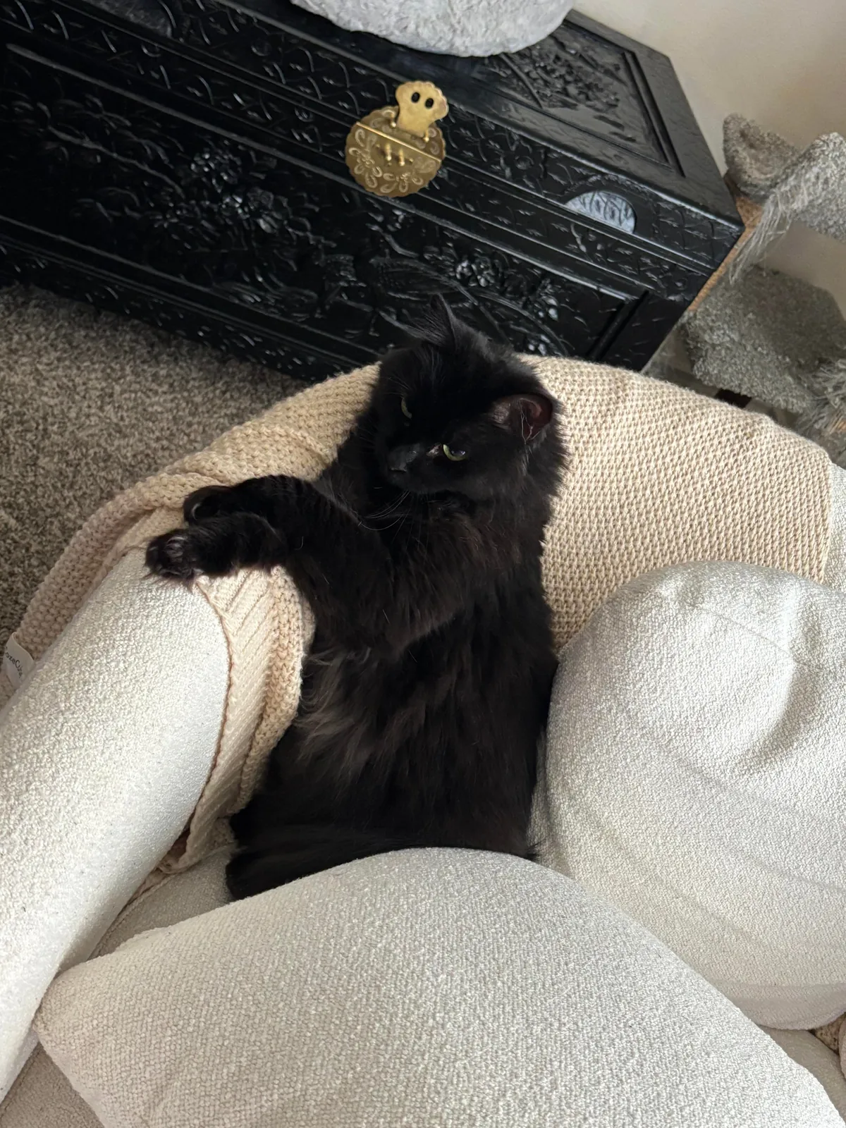 This is Whisper. She is 7 and we just got her from a spousal abusive household. She’s the best!