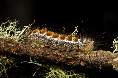 🔥 This caterpillar on my anti-farm in Australia - 3 pics