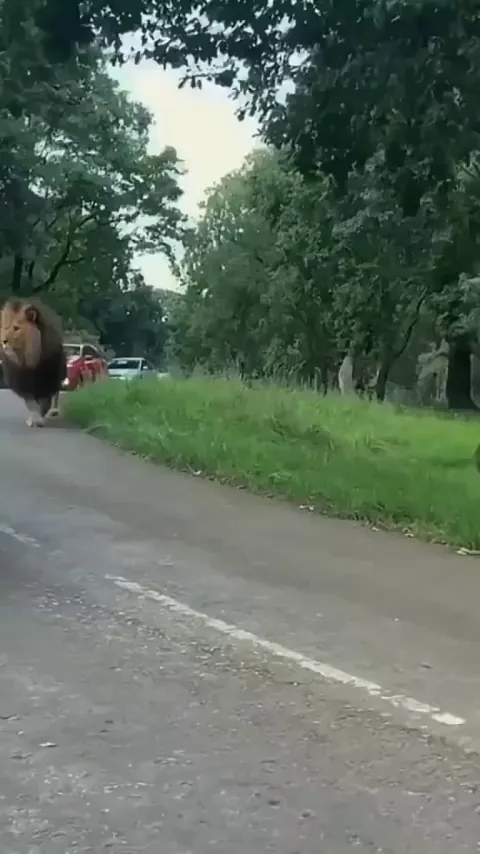 🔥A very majestic lion
