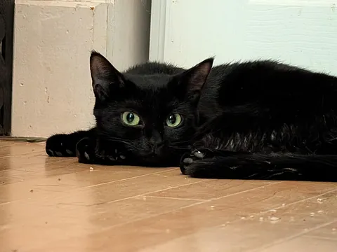 She was rescued from the streets with her one baby