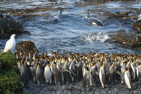 🔥Orcas waiting in the shallows surprise king penguins in a bay