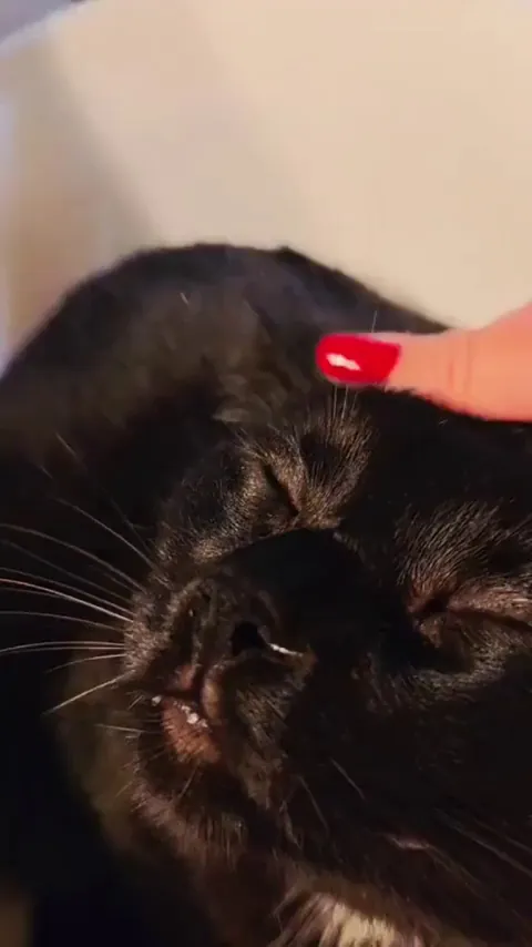 midnight furball that won’t stop purring