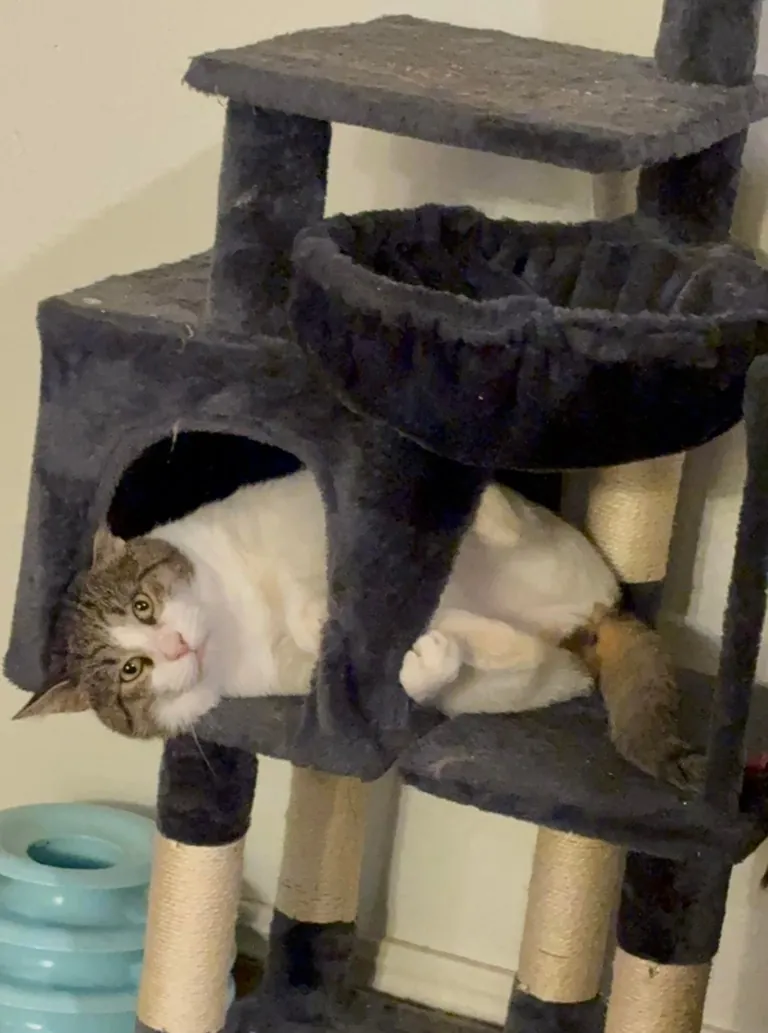 Slowly adopted by a stray