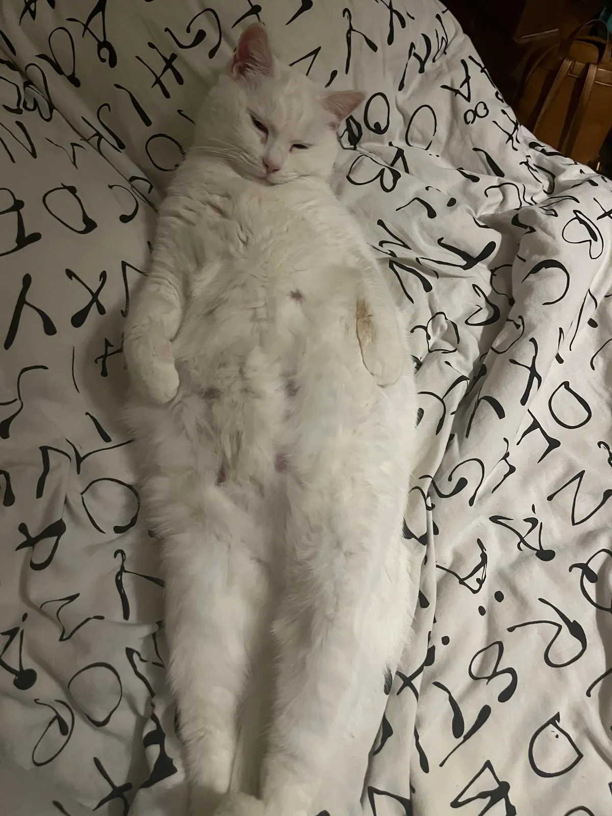 She hoped on our bed and decided to sleep like this🤣