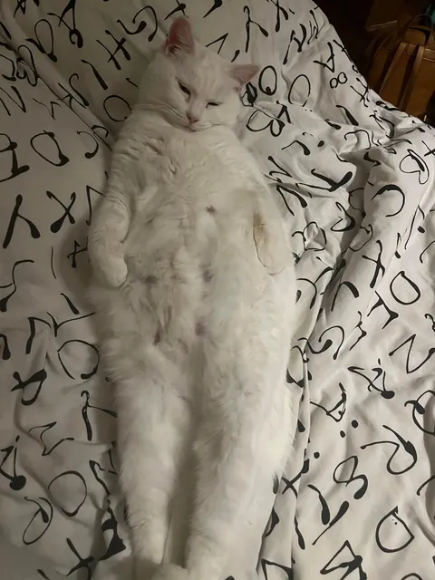 She hoped on our bed and decided to sleep like this🤣