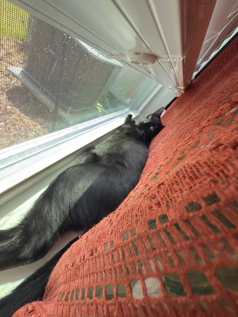 Sauron is now 1 year old!