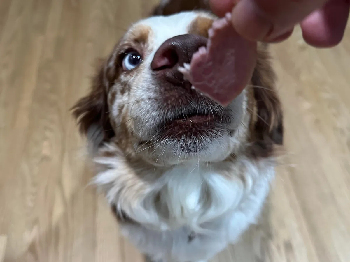 [homemade] salami, granny ham, baby swiss and other stuff.