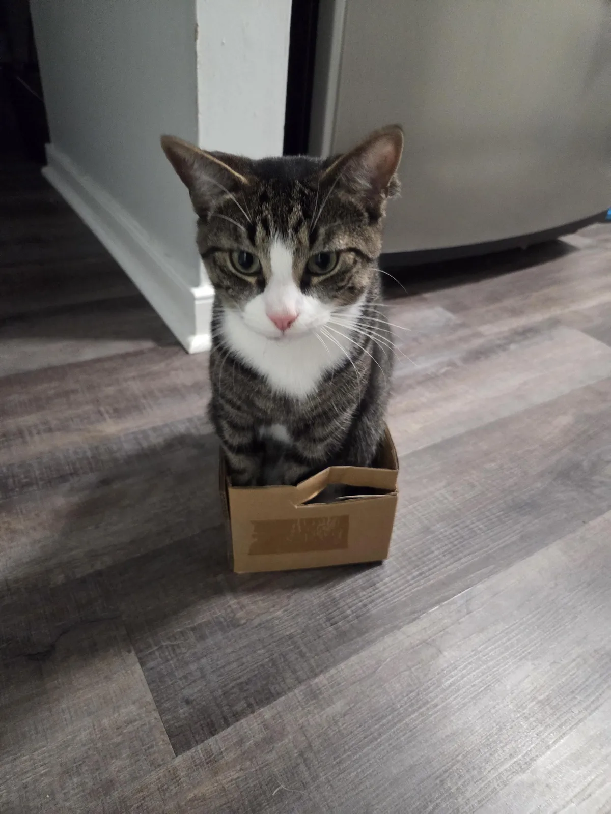 He likes boxes