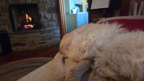 Linus and Lucy are feeling better about their new home.