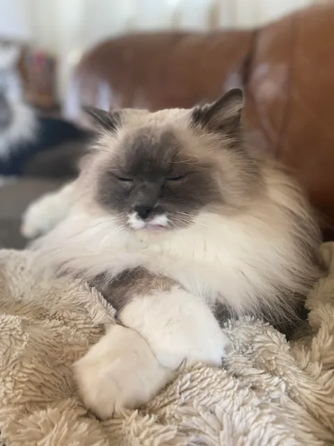 Milo passed away in his sleep early this morning. I just want people to see how wonderful he was.