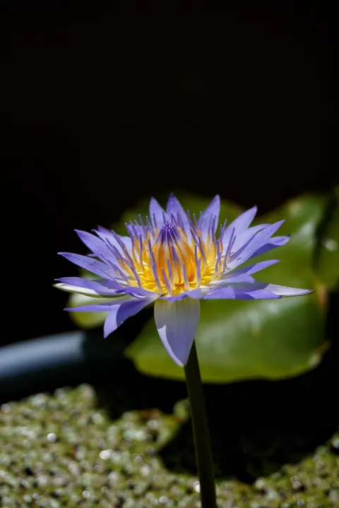 Water Lilly, a beauty!