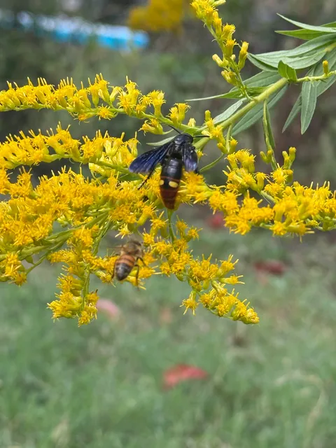 Goldenrod caused an all-out POLLINATOR RAVE  ™