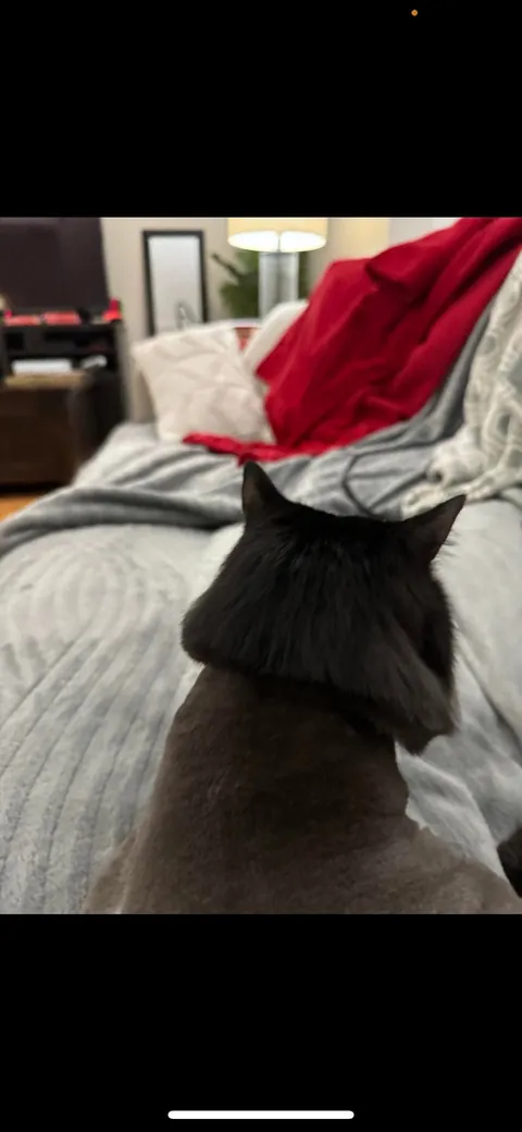 Share the worst haircut your cat has ever been given!