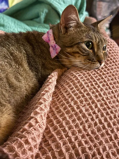 Hard to believe she showed up on my door step a year ago. My sweet Christmas cat.