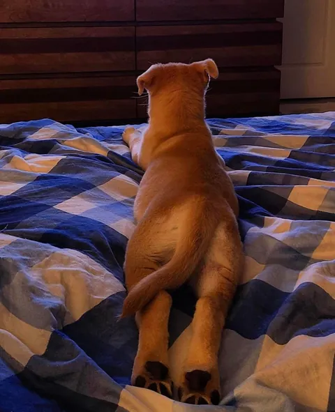 Happy Gotcha Day Biscuit! 5 yrs ago we picked you up from your foster home!