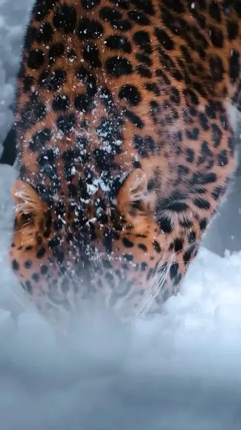 🔥Amur Leopard - around 100 left in existence