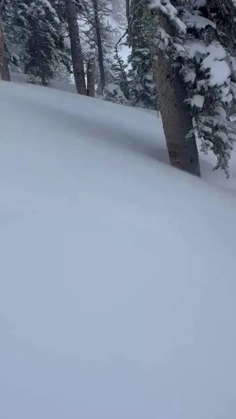 🔥 A sighting of a White Mountain Ermine. Also known as a Stoat as their pelts are brown in summer.