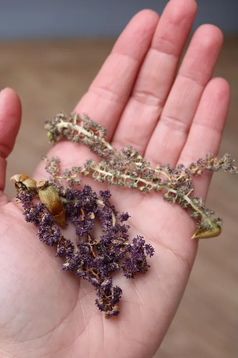 I dyed Easter Eggs using seeds from our cottonwood tree!They always stain our deck blue so I decided to mix them with vinegar and see what happened and it worked!! The best egg was an overnight soak with a little baking soda added too.