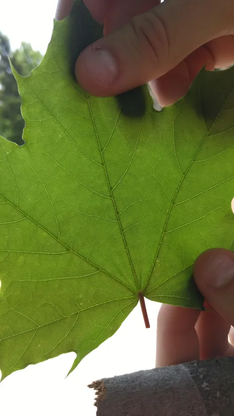 🔥 Zoom in on this leaf. Trust me.