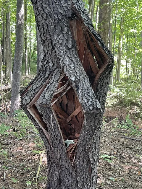 This tree kind of exploded