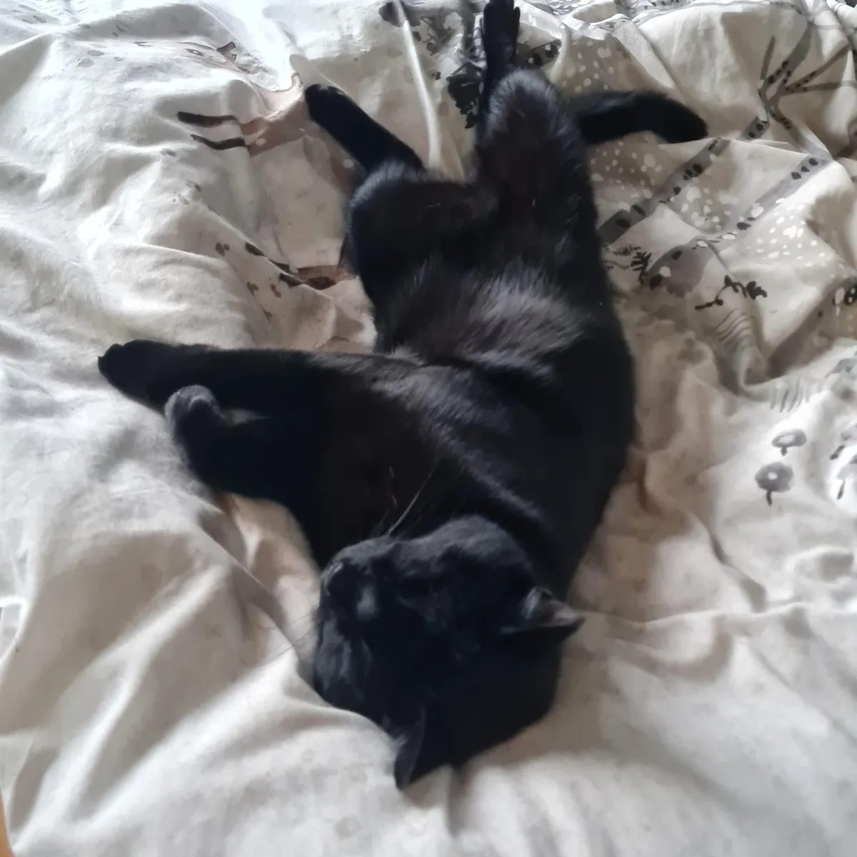 Does everyone think their void could be a model or is it just me?