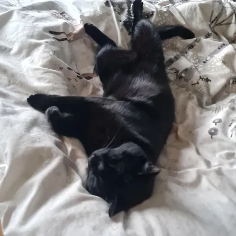 Does everyone think their void could be a model or is it just me?